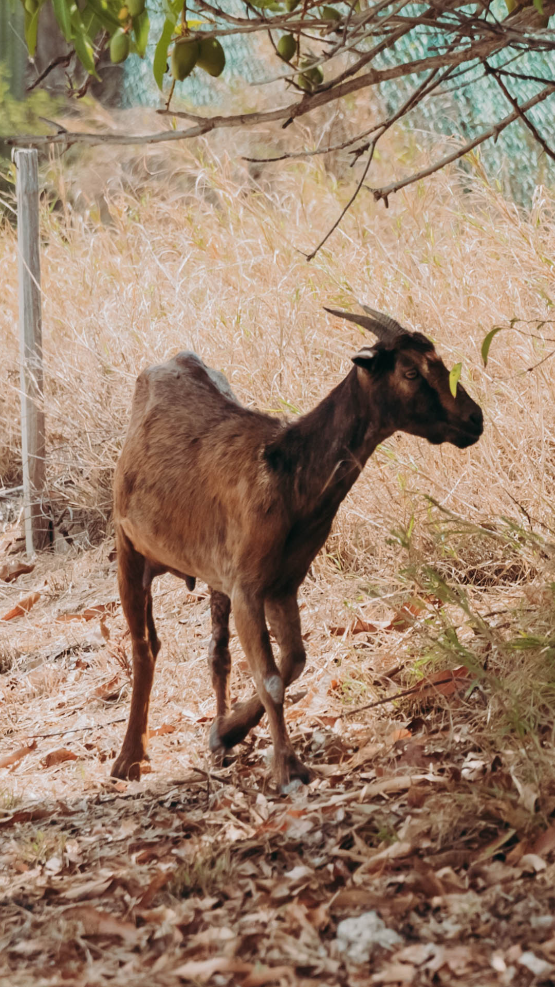 Portrait Image 1
